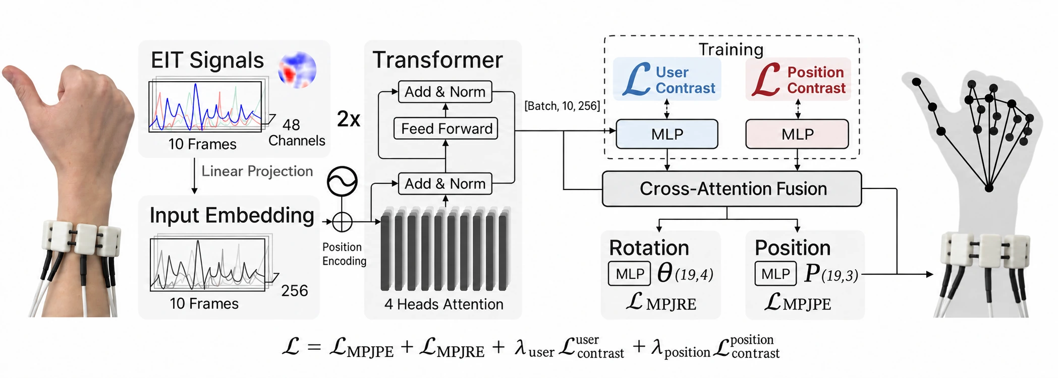 Model diagram. A wristband feeds ten frames of 48-channel EIT signals through a linear projection and positional encoding into two Transformer layers. During training, user and position projection heads feed two contrastive losses. A cross-attention fusion block combines them with the encoded sequence and drives rotation and position heads that output a hand skeleton.