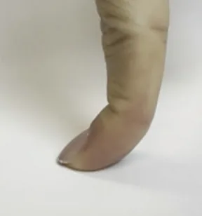 A fingertip pressing down onto a surface, illustrating pressing.